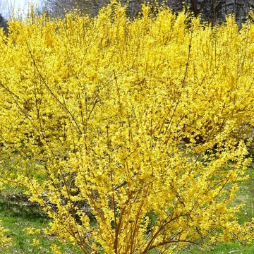 Forsythia x intermedia &#039;Lynwood&#039; - Aranycserje