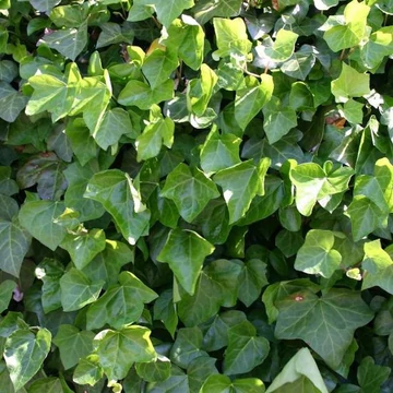 Hedera hibernica, syn.: Hedera helix var. Hibernica - Ír borostyán