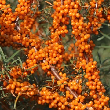 Hippophae rhamnoides 'Askola' – Homoktövis, termős