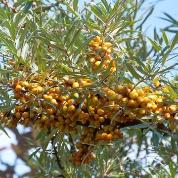 Hippophae rhamnoides 'Pollmix' – Homoktövis, porzós
