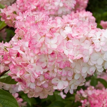 Hydrangea paniculata &#039;Vanille Fraise&#039; - Bugás hortenzia