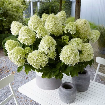 Hydrangea paniculata 'Little Spooky' – Bugás hortenzia