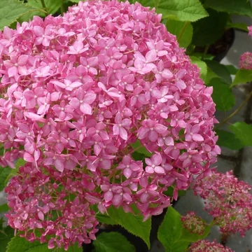 Hydrangea arborescens &#039;Pink Annabelle&#039; - Cserjés hortenzia