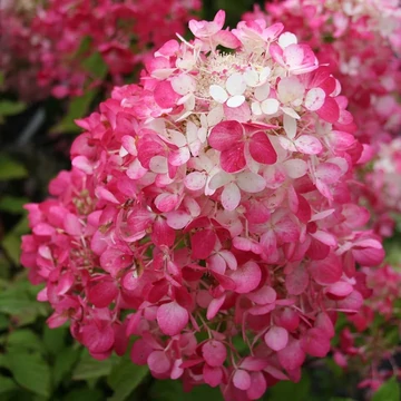 Hydrangea paniculata &#039;Diamant Rouge&#039; - Bugás hortenzia