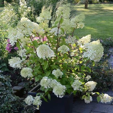 Hydrangea paniculata 'Diamantino' - Bugás hortenzia