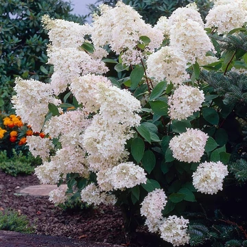 Hydrangea paniculata &#039;Grandiflora&#039; - Bugás hortenzia