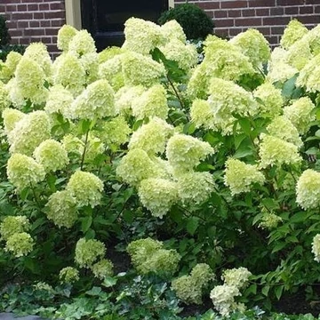 Hydrangea paniculata 'Limelight'® - Bugás hortenzia
