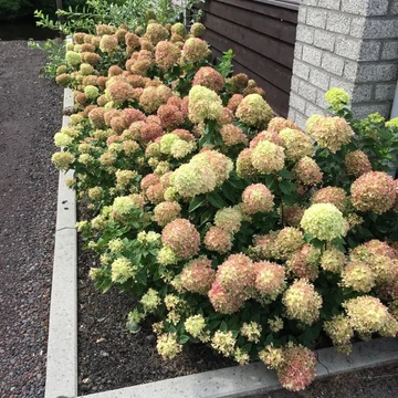 Hydrangea paniculata &#039;Little Lime&#039; - Bugás hortenzia