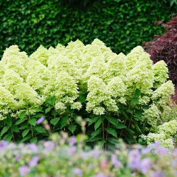 Hydrangea paniculata 'Magical Lime Sparkle' - Bugás hortenzia