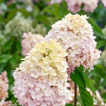 Hydrangea paniculata 'Magical Summer' - Bugás hortenzia