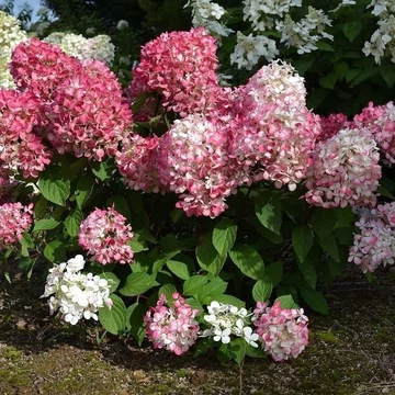 Hydrangea paniculata 'Pink Diamond' - Bugás hortenzia