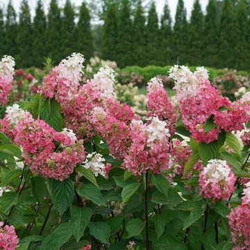 Hydrangea paniculata &#039;Pinky Winky&#039; - Bugás hortenzia