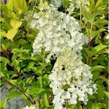 Hydrangea paniculata 'Polestar' - Bugás hortenzia