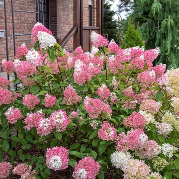 Hydrangea paniculata 'Sundae Fraise' - Bugás hortenzia