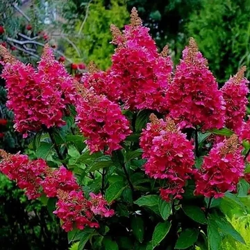 Hydrangea paniculata &#039;Wim&#039;s Red&#039; - Bugás hortenzia
