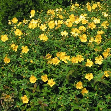 Hypericum calycinum - Örökzöld orbáncfű