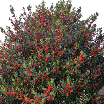 Ilex aquifolium - Magyal