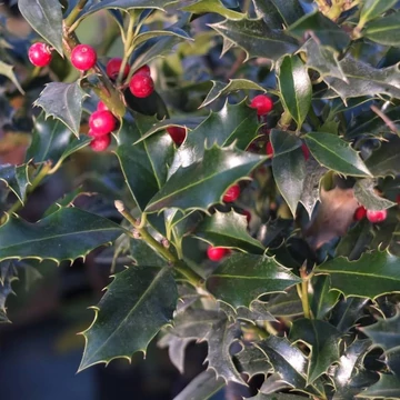Ilex aquifolium &#039;Alaska&#039; - Magyal (termős)