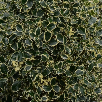 Ilex aquifolium &#039;Argenteomarginata&#039; - Magyal