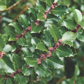 Ilex meserveae &#039;Blue Prince&#039; - Kék magyal (porzós)