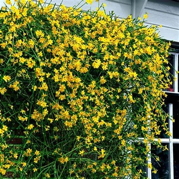 Jasminum nudiflorum - Téli jázmin