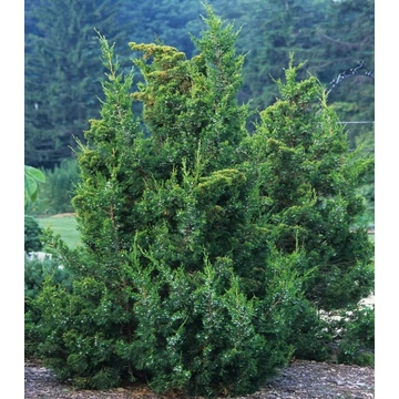 Juniperus chinensis 'Keteleeri' – Kínai jegenyeboróka