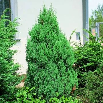 Juniperus chinensis 'Stricta' - Kínai boróka