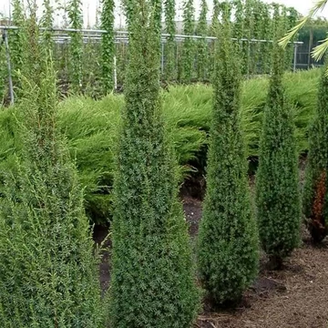 Juniperus communis &#039;Arnold&#039; - Közönséges boróka