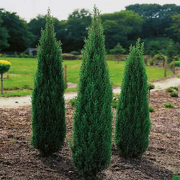 Juniperus communis &#039;Hibernica&#039; - Ír boróka