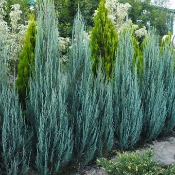 Juniperus scopulorum &#039;Blue Arrow&#039; - Oregoni boróka