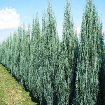 Juniperus virginiana &#039;Skyrocket&#039; - Boróka