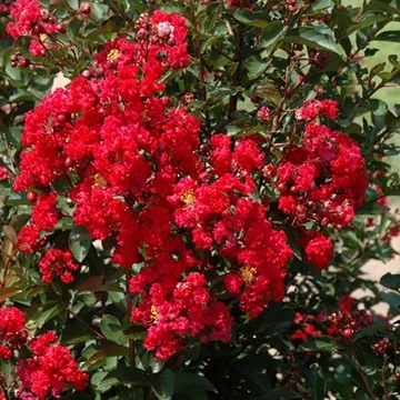 Lagerstroemia indica 'Dynamite' – Kínai selyemmirtusz