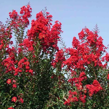 Lagerstroemia indica &#039;Red Rocket&#039; - Kínai selyemmirtusz