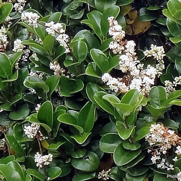 Ligustrum japonicum 'Rotundifolium' - Japán fagyal