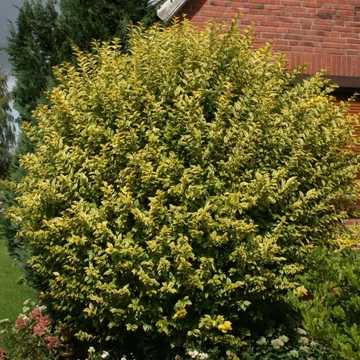 Ligustrum ovalifolium 'Aureum' - Télizöld fagyal