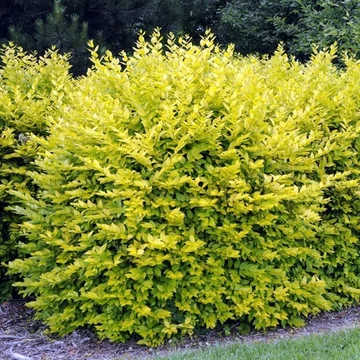 Ligustrum x vicaryi - Fagyal