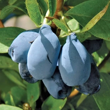 Lonicera caerulea 'Blue Pagoda' – Kék mézbogyó