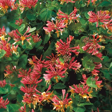Lonicera x heckrotti 'Goldflame' – Kúszólonc