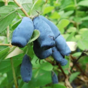 Lonicera kamtschatica 'Duet' - Kamcsatkai mézbogyó