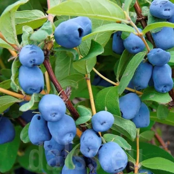 Lonicera kamtschatica 'Wojtek' - Kamcsatkai mézbogyó
