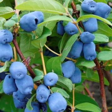 Lonicera kamtschatica 'Zojka' - Kamcsatkai mézbogyó