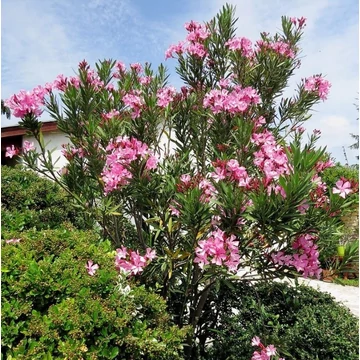 Nerium oleander &#039;Atlas Nain de Tidili&#039; - Télálló leander