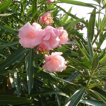 Nerium oleander &#039;Cavalaire&#039; - Télálló leander