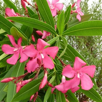 Nerium oleander &#039;Itália&#039; - Télálló leander
