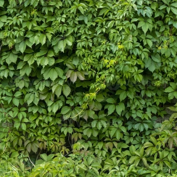 Parthenocissus quinquefolia – Kacsos vadszőlő