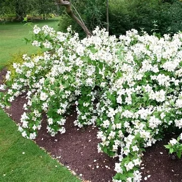 Philadelphus 'Belle Etoile' - Jezsámen