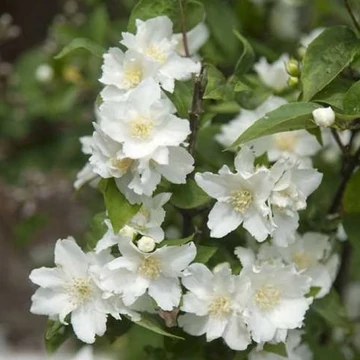 Philadelphus x virginalis 'Dame Blanche' - Jezsámen