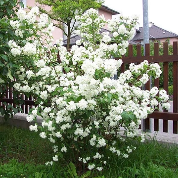 Philadelphus x virginalis 'Schneesturm' - Teltvirágú jezsámen