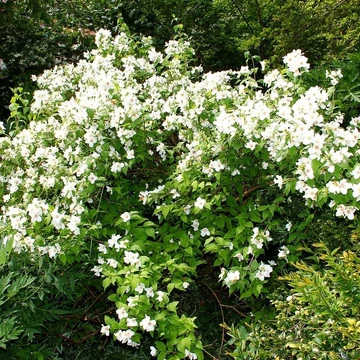 Philadelphus x &#039;Manteau d&#039;Hermine&#039; - Törpe jezsámen