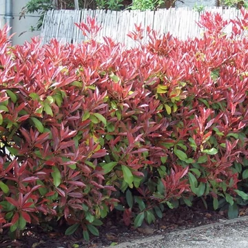 Photinia x fraeseri &#039;Red Robin&#039; - Korallberkenye